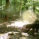 Mamirauá divulga registros de cachorro selvagem raro encontrado na Amazônia