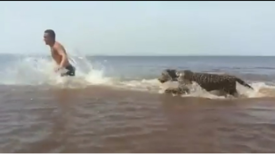 Onça toma banho e brinca com militares no Rio Negro
