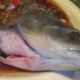 Peixe zumbi se movimenta no prato e assusta