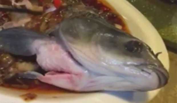 Peixe zumbi se movimenta no prato e assusta