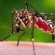 Ministério da Saúde confirma relação entre vírus Zika e microcefalia