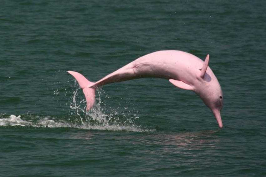 boto cor de rosa saltando da água