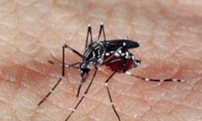 Sobe o Nº de casos notificados de Zika vírus em Manaus