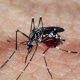 Sobe o Nº de casos notificados de Zika vírus em Manaus