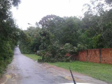 Arvore caída na avenida do Cetur no Tarumã - Foto: Mônica Prestes