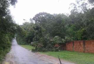 Arvore caída na avenida do Cetur no Tarumã - Foto: Mônica Prestes