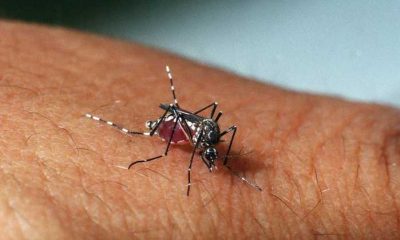 zika vírus através de uma relação sexual.