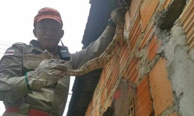 Cobra assusta moradores da Cachoeirinha em Manaus