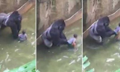 Morte de gorila em zoológico gera polêmica e comoção nas redes sociais