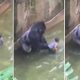 Morte de gorila em zoológico gera polêmica e comoção nas redes sociais