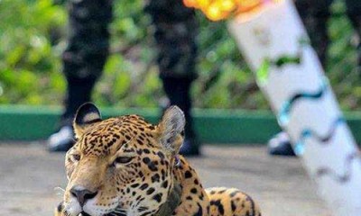 Comando Militar da Amazônia esclarece sobre caso de onça abatida no Cigs