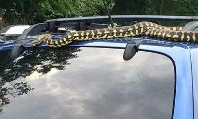 Mulher se assusta ao se deparar com cobra grande no teto do carro