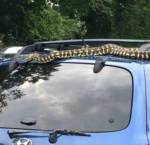 Mulher se assusta ao se deparar com cobra grande no teto do carro