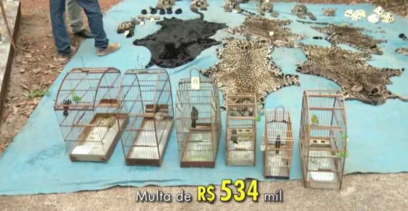 Matança de onças e outros animais, que chocou a população do sudeste do Pará, é considerada pelo Ibama a maior caça ilegal de grandes felinos já registada desde a criação do Instituto
