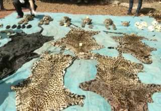 Matança de onças e outros animais, que chocou a população do sudeste do Pará, é considerada pelo Ibama a maior caça ilegal de grandes felinos já registada desde a criação do Instituto