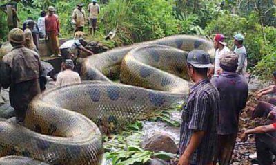 A maior cobra do mundo encontrada em Beruri.