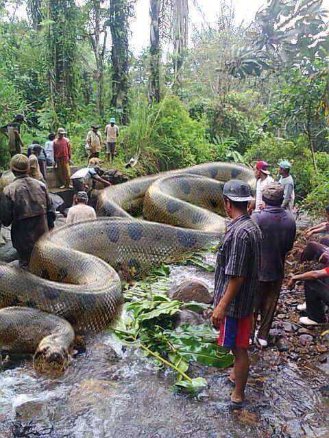  A maior cobra do mundo encontrada em Beruri.