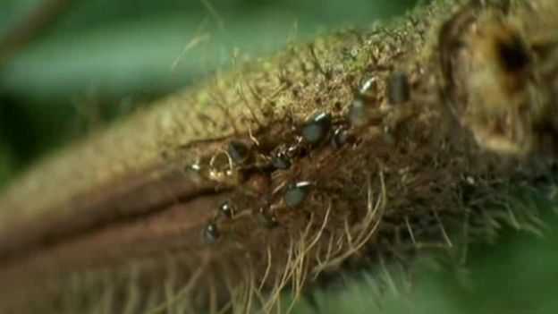Formigas vivem dentro do caule da árvore