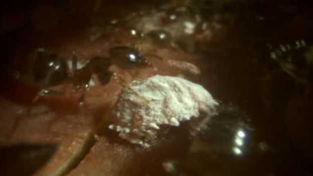No interior do caule, inseto branco serve de alimento