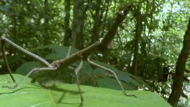 Inseto que se parece com um galho é uma ameaça à árvore que hospeda as formigas