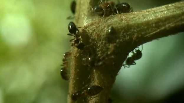 Formigas vivem dentro do caule da árvore - Imagem - SCIENCE PHOTO LIBRARY 