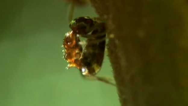 Formigas injetando o veneno - Imagem - SCIENCE PHOTO LIBRARY 