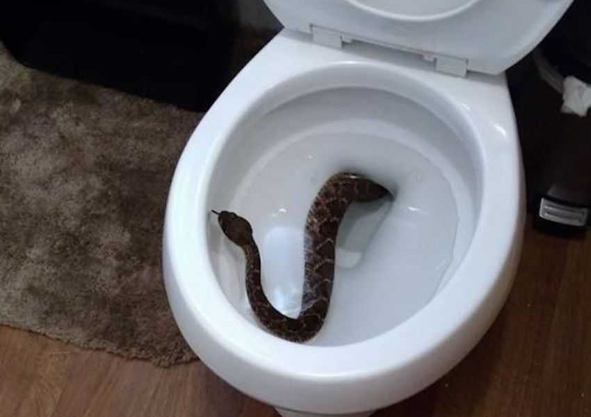 Adolescente leva susto ao encontrar cobra em vaso sanitário, mas o pior ainda estava por vir