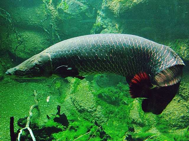 O pirarucu é um peixe da Amazônia, cujo comprimento pode chegar até 2 metros. Suas escamas são grandes e rígidas o suficiente para serem usadas como lixas de unha, ou como artesanato na forma de chaveiros