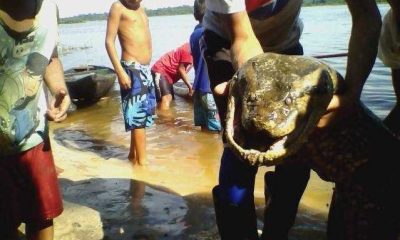 Foto da cobra gigante na comunidade de Mirití no Amazonas, real ou ficção?
