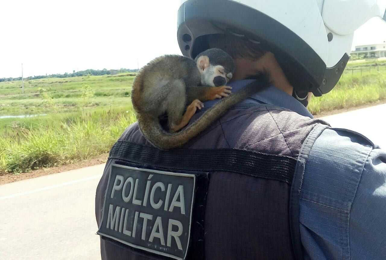A polícia suspeita que o macaco estava sendo mantido em cativeiro – Divulgação/PM