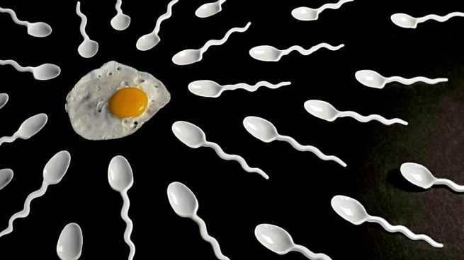 Curiosidades sobre espermatozoides