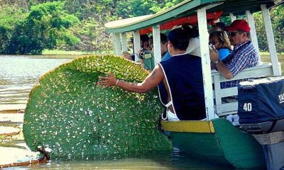 Conheça o Lago do Janauari em Iranduba