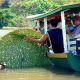 Conheça o Lago do Janauari em Iranduba