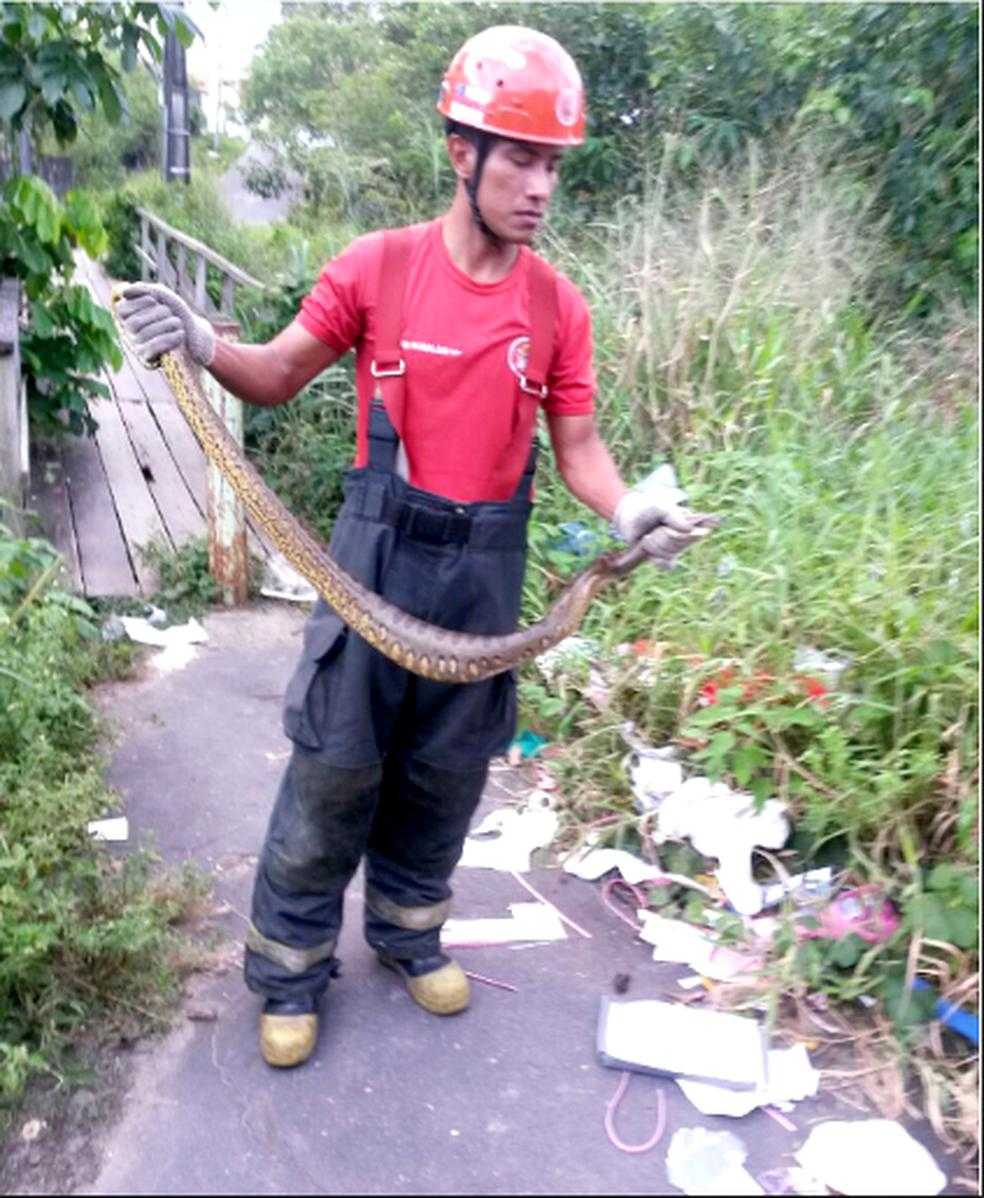 Sucuri de 1,5 metro fere homem e quase é morta a pauladas na Zona Oeste de Manaus