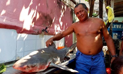 Um tubarão cabeça chata (Carcharhinus leucas) foi capturado por pescadores na manhã de hoje, 29, no rio Amazonas, em Santarém.