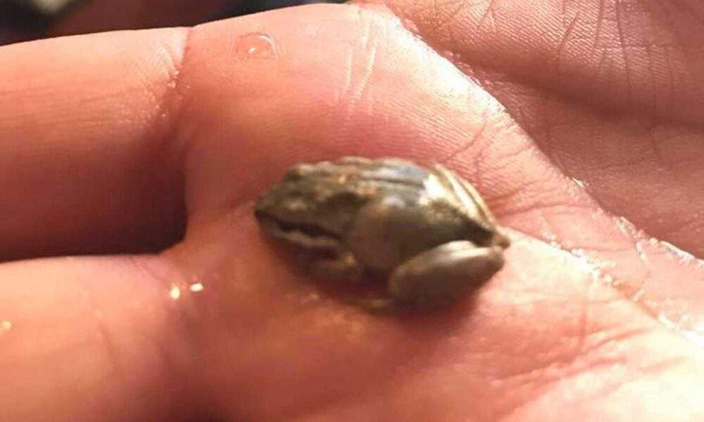 A lenda do Muiraquitã