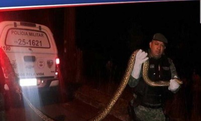 Cobra sucuri enorme aparece em região metropolitana e assusta moradores em Manaus