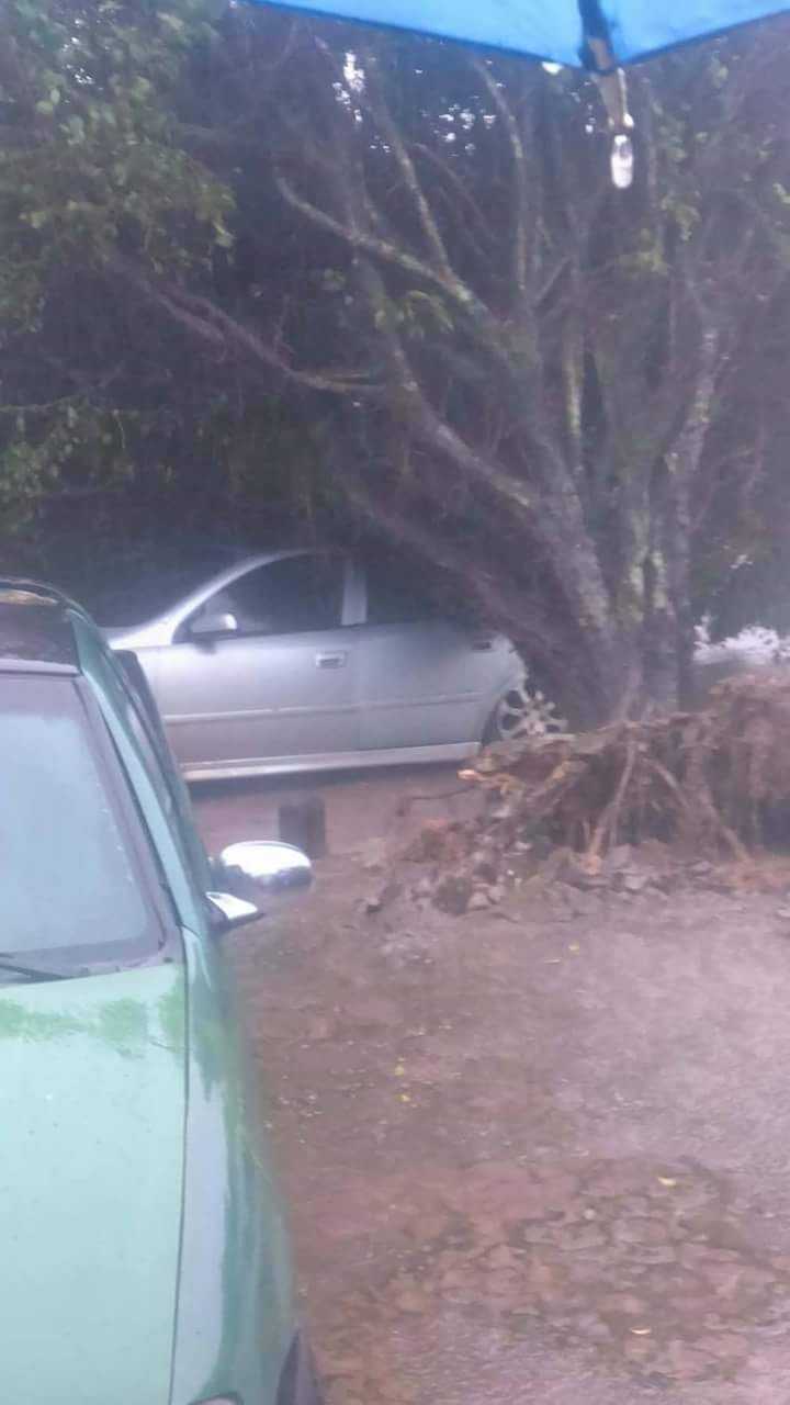 Árvore cai e destrói veículo em Itacoatiara, no Amazonas - Imagem: Via Whatsapp
