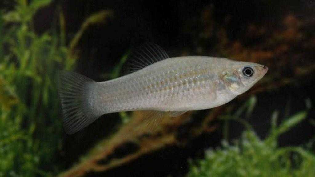 Peixe da Amazônia que se reproduz sem sexo é estudado na Europa / Foto : Divulgação