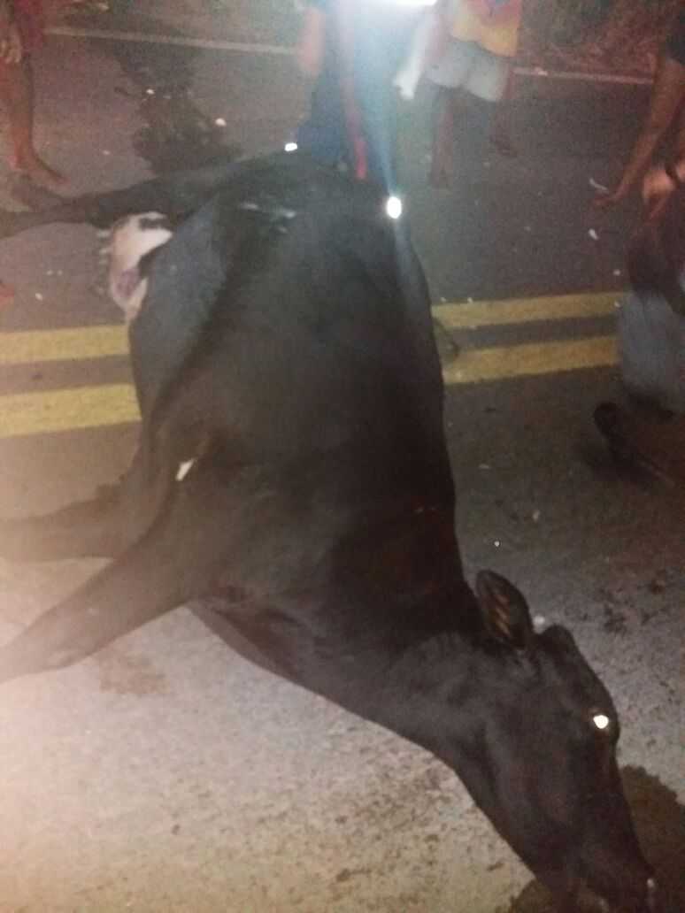Motociclista morre após colidir com vaca no KM 23 da BR-174 - Imagem: Divulgação