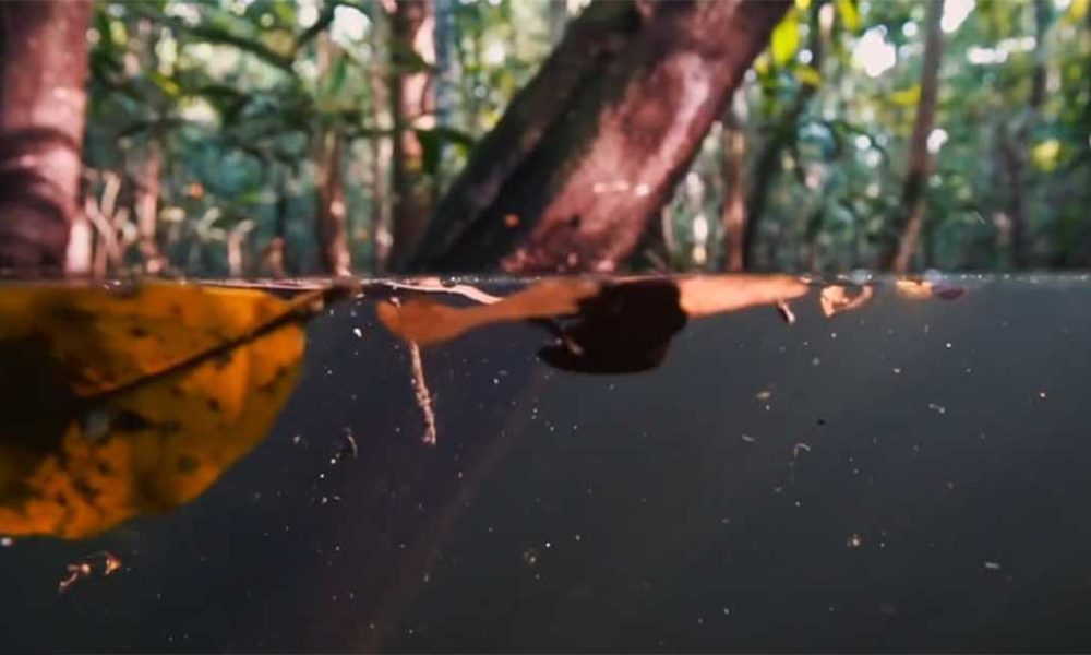 Documentário mostra o Parque Nacional Anavilhanas com imagens de tirar o fôlego!
