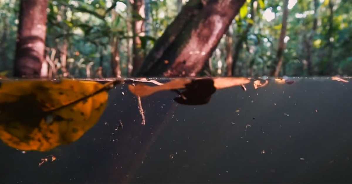 Documentário mostra o Parque Nacional Anavilhanas como você nunca viu antes!