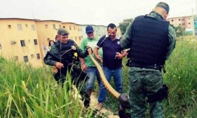 Cobra grande é encontrada no Conjunto Residencial Viver Melhor