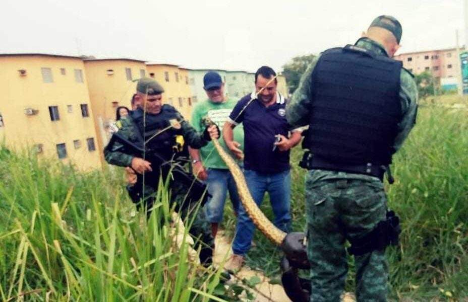 Cobra grande é encontrada no Conjunto Residencial Viver Melhor