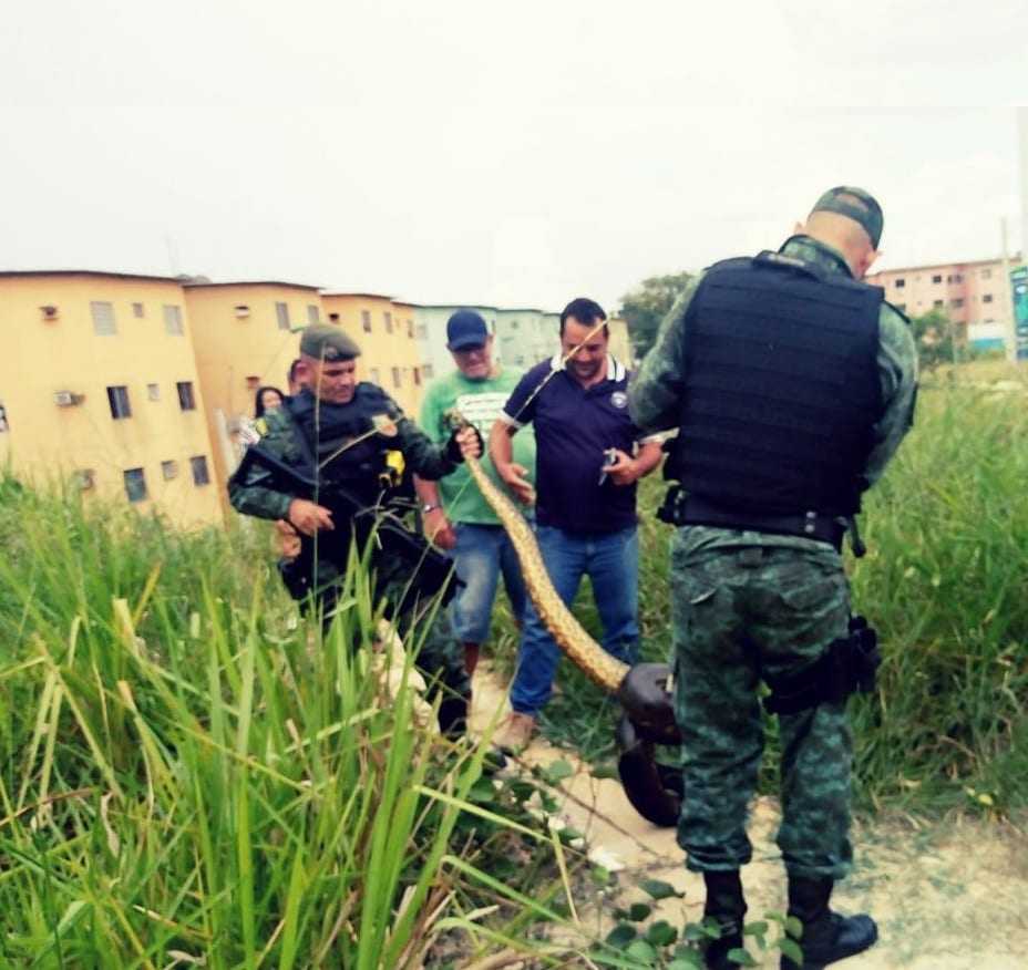 Cobra grande é encontrada no Conjunto Residencial Viver Melhor