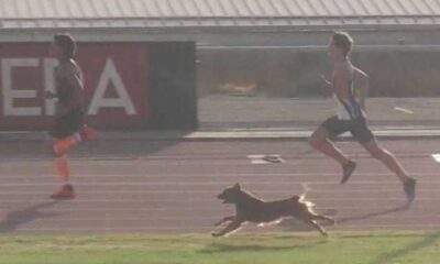 Cachorro endiabrado invade pista de corrida, ultrapassa os atletas e ganha competição