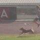 Cachorro endiabrado invade pista de corrida, ultrapassa os atletas e ganha competição