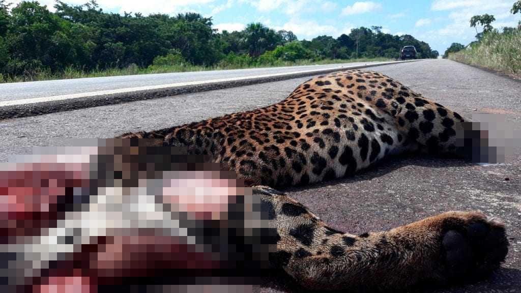 O animal vítima de atropelamento estava sem a cabeça e sem as patas. / Foto: Franklin Moura/Harpia Web TV