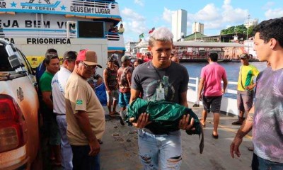 Moradores da comunidade Vista Alegre em Nhamundá resgatam filhote de peixe-boi