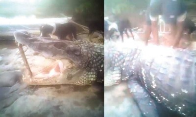 Vídeo no qual um rapaz abate um jacaré-açú em plena luz do dia, viraliza nas redes sociais no Amazonas